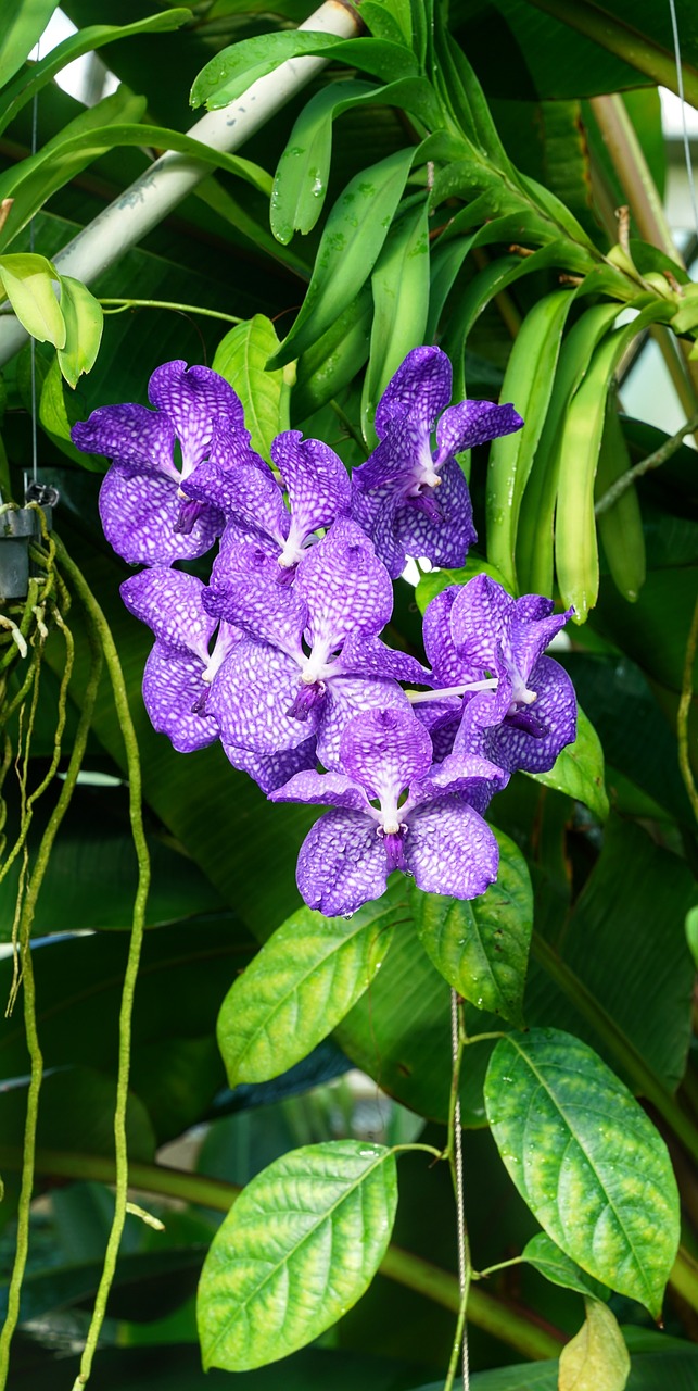 Orchidėja,  Pastebėtas,  Violetinė,  Atogrąžų,  Gamta,  Gėlė,  Flora,  Sodas,  Lapai,  Žydi