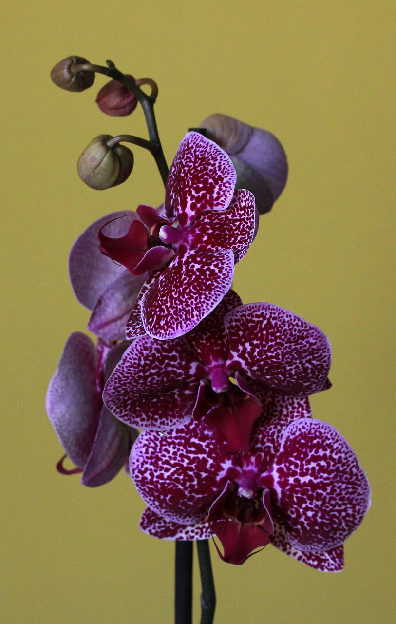 Orchidėja,  Gėlė,  Be Honoraro Mokesčio, Nemokamos Nuotraukos,  Nemokama Licenzija