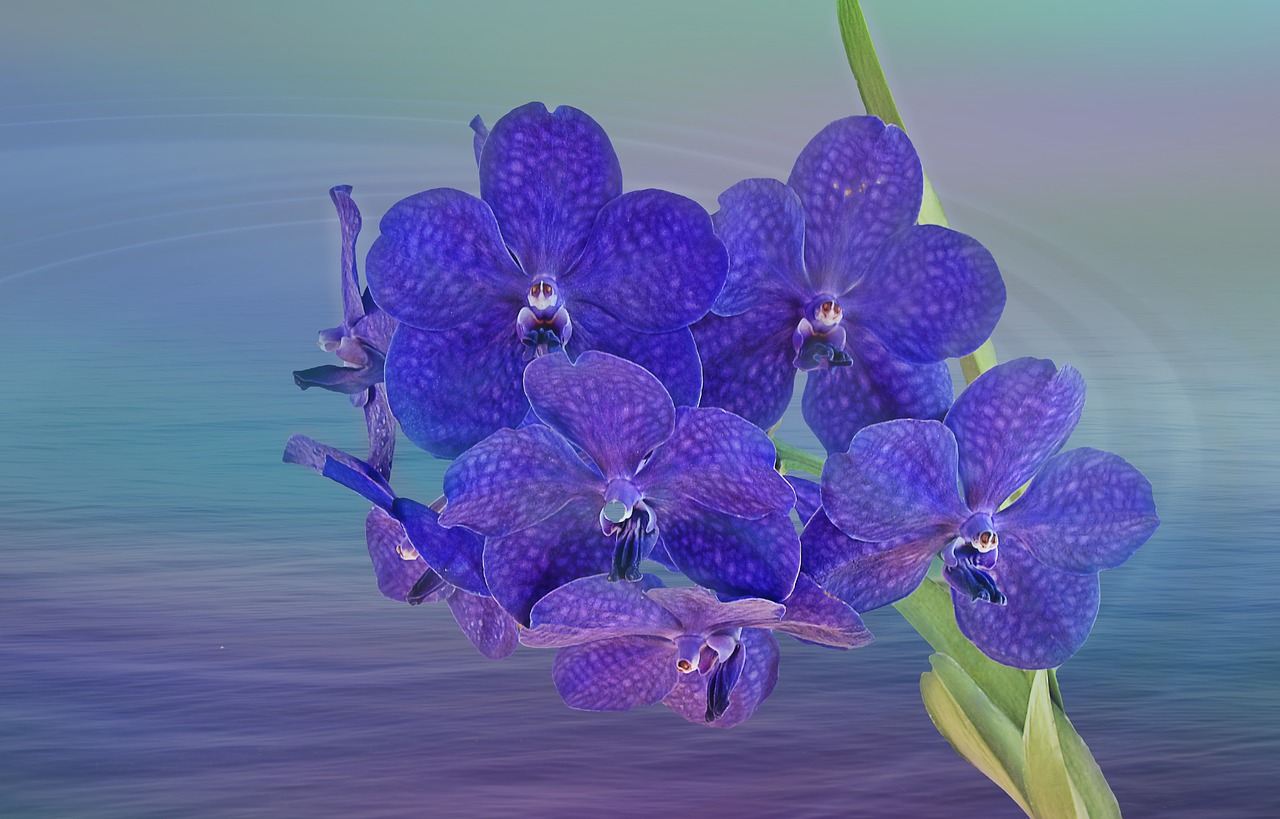 Orchidėja,  Orchidėjos,  Gėlė,  Augalas,  Atogrąžų,  Spalva,  Gėlių,  Gėlės,  Šviesus,  Fonas