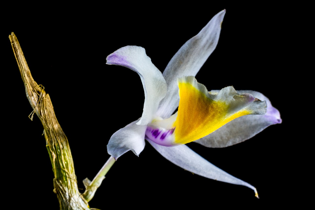 Orchidėja, Laukinė Orchidėja, Žiedas, Žydėti, Gėlė, Balta Violetinė Geltona, Nemokamos Nuotraukos,  Nemokama Licenzija