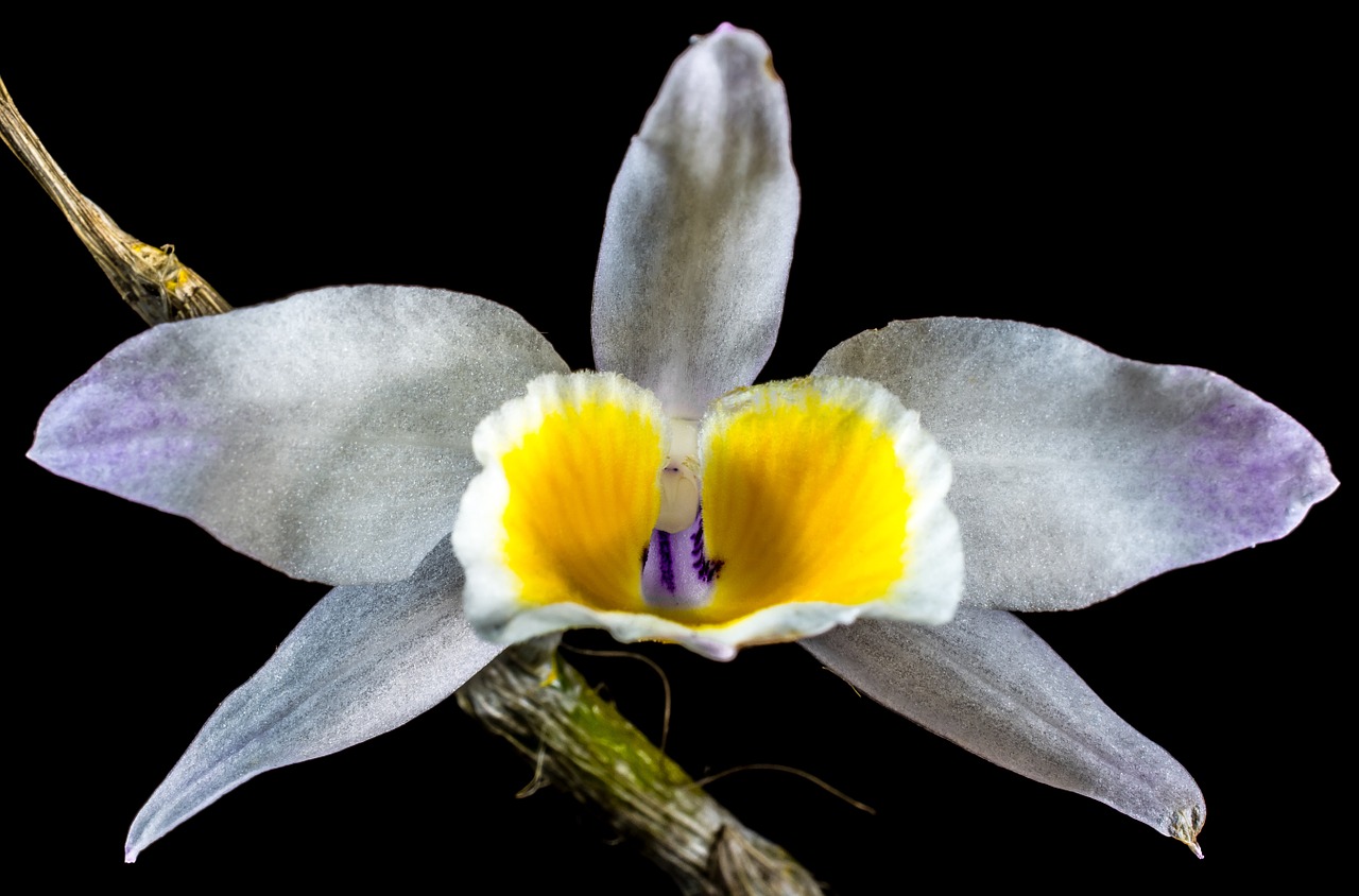 Orchidėja, Laukinė Orchidėja, Žiedas, Žydėti, Gėlė, Balta Violetinė Geltona, Nemokamos Nuotraukos,  Nemokama Licenzija