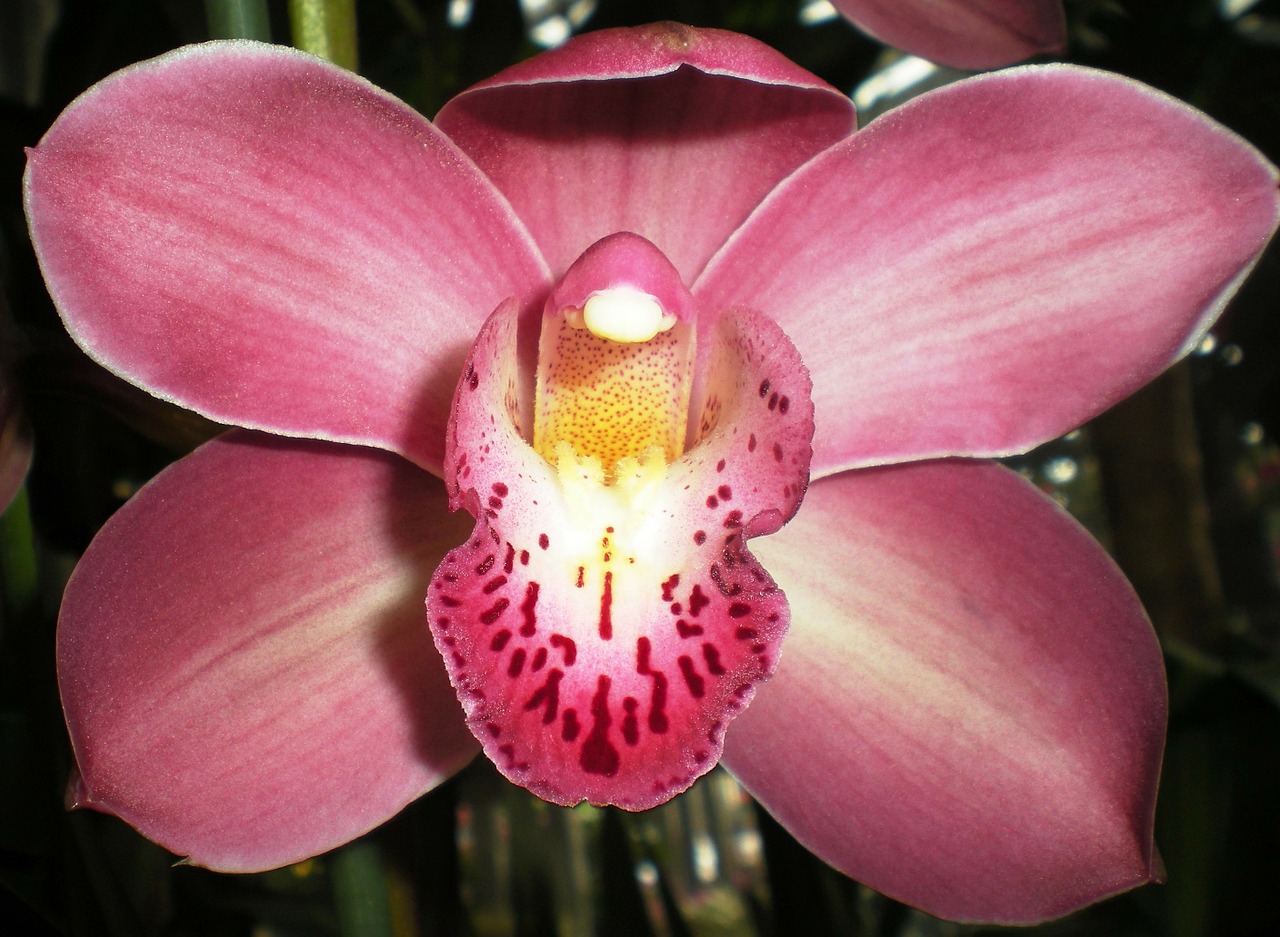 Orchidėja, Gėlė, Gamta, Nemokamos Nuotraukos,  Nemokama Licenzija