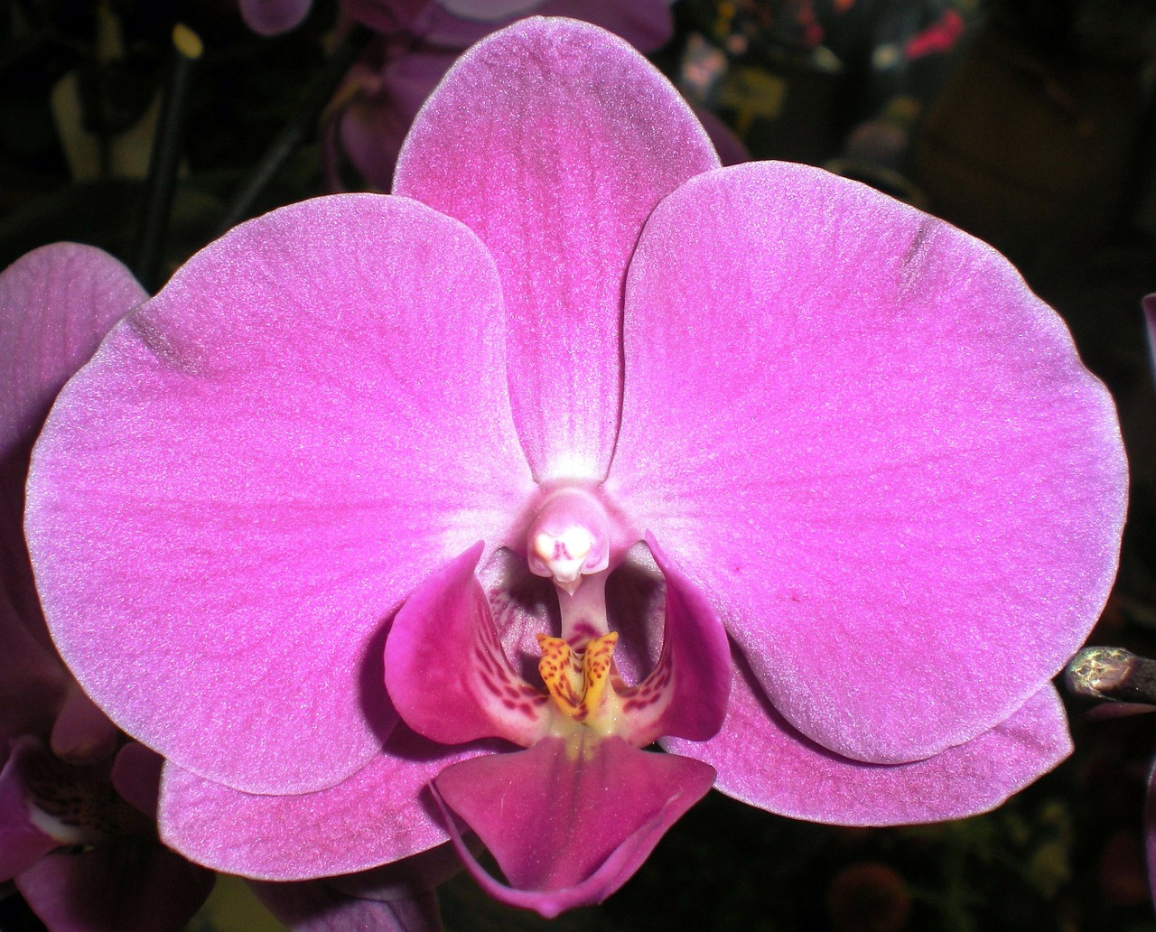 Orchidėja, Gamta, Gėlė, Nemokamos Nuotraukos,  Nemokama Licenzija
