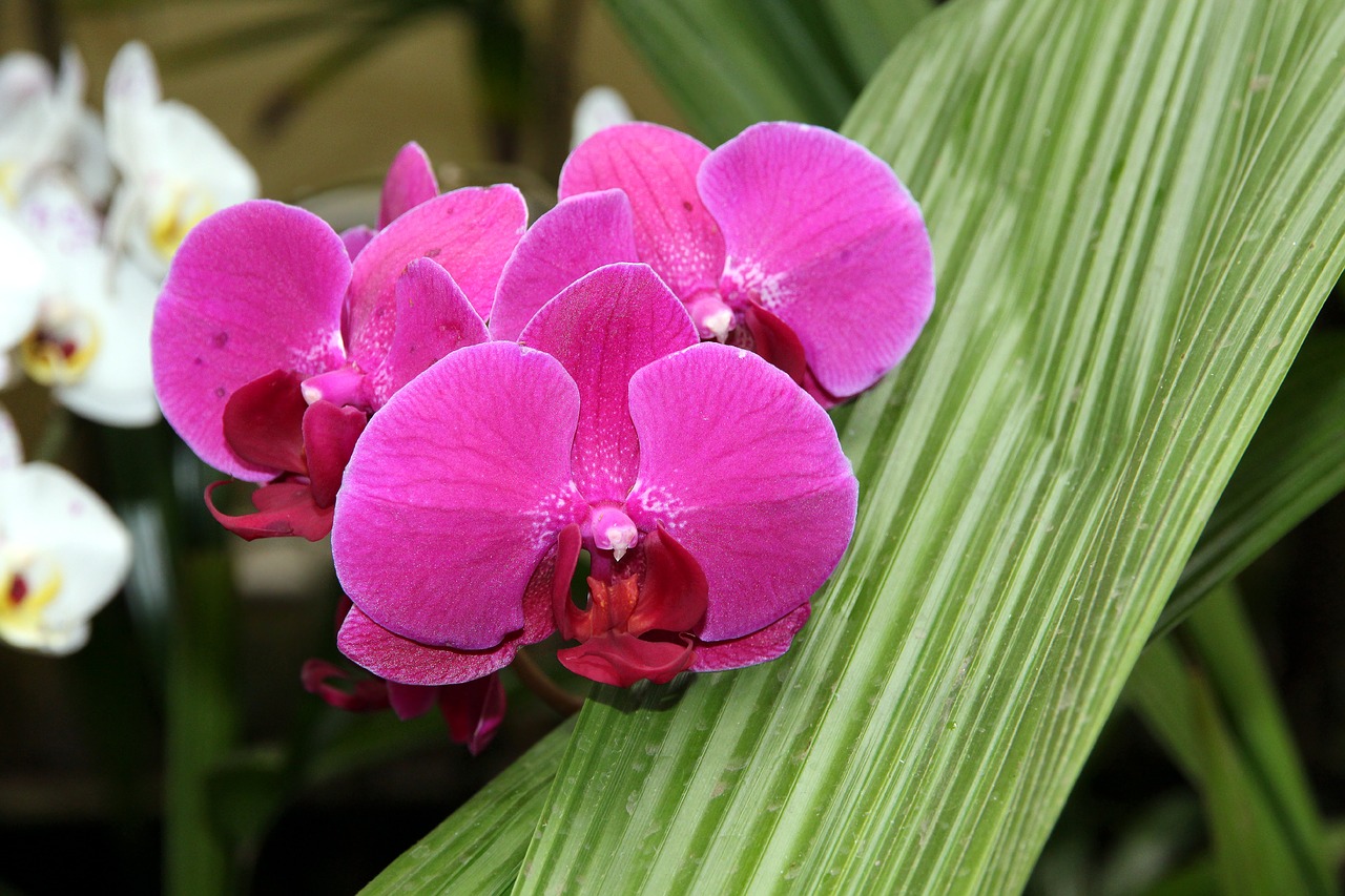 Orchidėjų,  Phalaenopsis,  Pobūdį,  Augalų,  Gėlė,  Tropical,  Miela,  Šviesus,  Žydi,  Gražus