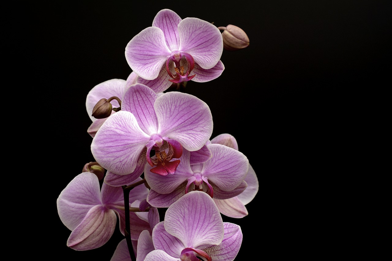 Orchidėjų,  Gėlė,  Žiedas,  Žydi,  Bud,  Tropical,  Violetinė,  Žiedlapis,  Makro,  Iš Arti