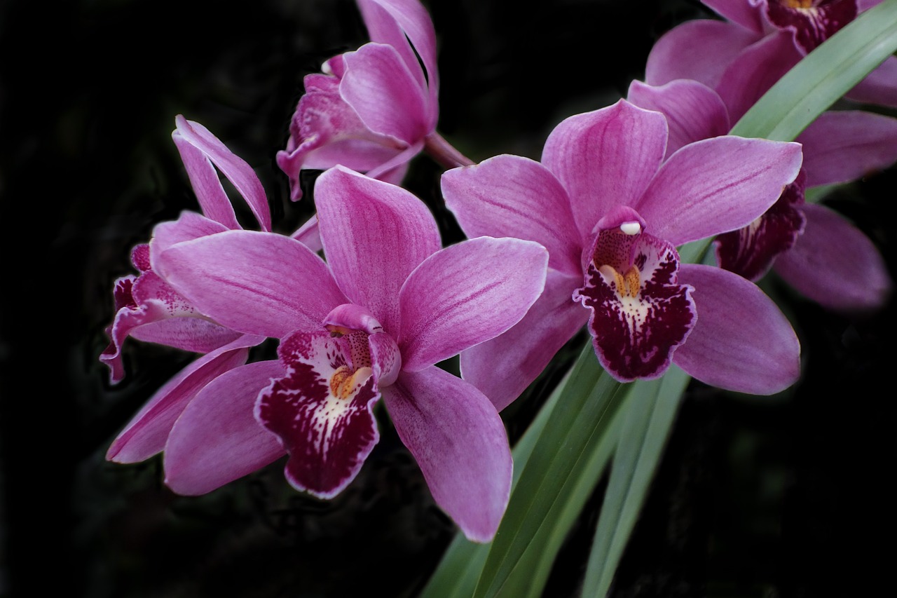 Orchidėjų,  Gėlė,  Egzotiškas,  Sodas,  Pobūdį,  Botanikos, Nemokamos Nuotraukos,  Nemokama Licenzija