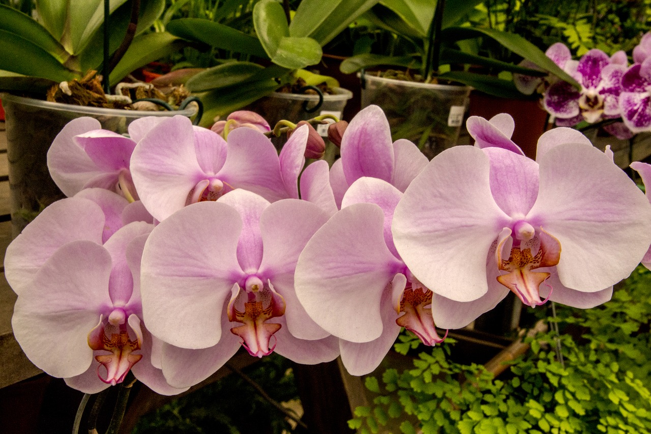 Orchidėjų,  Rožinė Orchidėjų,  Gėlė,  Augalų,  Tropical,  Pobūdį,  Klesti,  Žiedlapis,  Gėlių, Nemokamos Nuotraukos