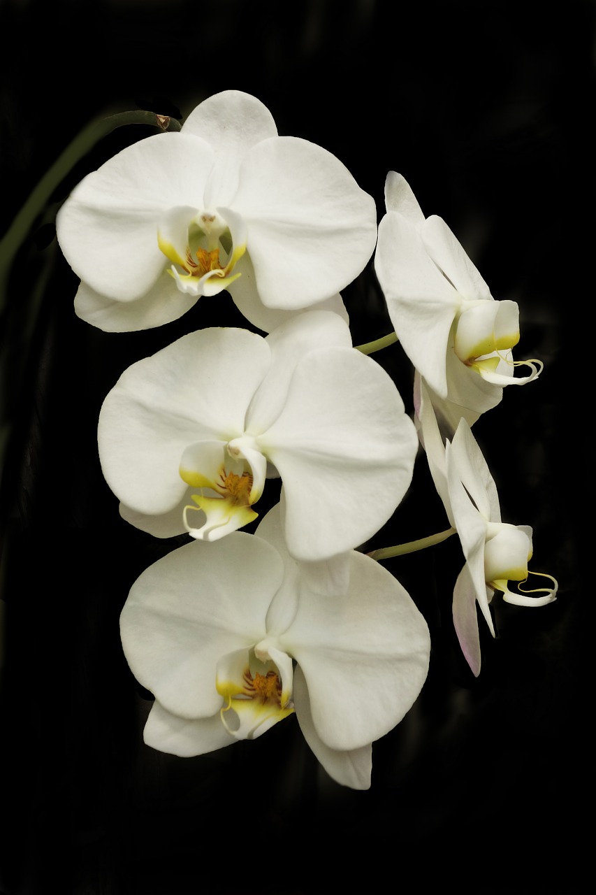 Orchidėjų,  Phalaenopsis,  Gėlė,  Botanikos,  Elegantiškas,  Baltas, Nemokamos Nuotraukos,  Nemokama Licenzija