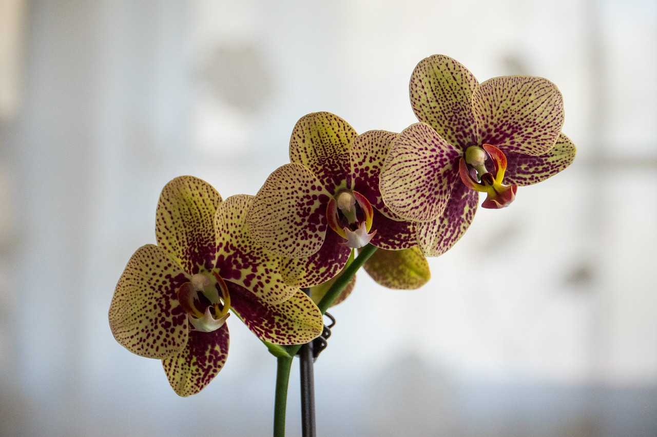 Orchidėjų,  Pobūdį,  Gėlė,  Tropical,  Floros,  Gražus, Nemokamos Nuotraukos,  Nemokama Licenzija