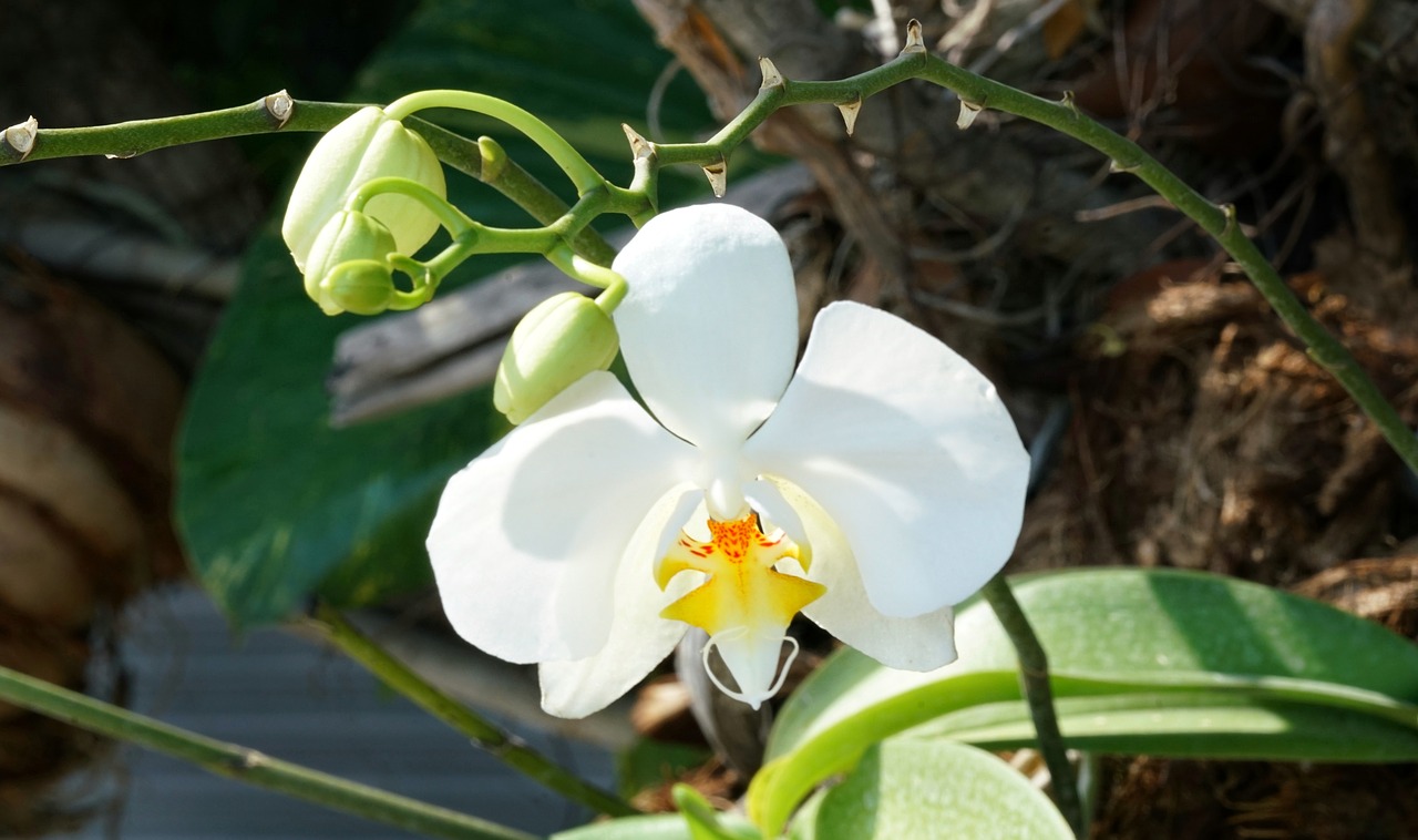 Orchidėjų,  Puikus,  Baltos Spalvos,  Pobūdį,  Floros,  Gėlė,  Lapų,  Tropical,  Žydi,  Gražus