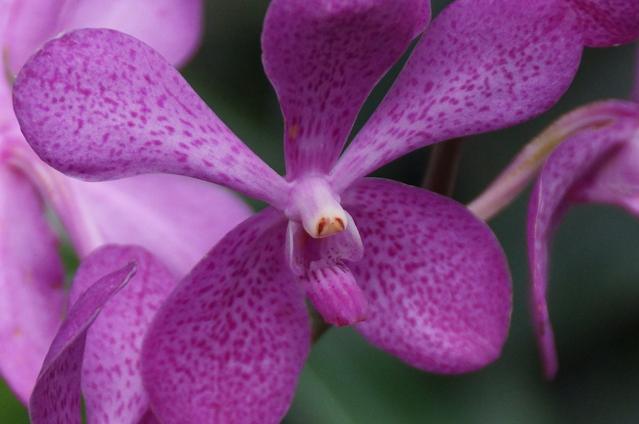 Orchidėjų,  Gėlė,  Floros,  Tropical,  Gražus, Nemokamos Nuotraukos,  Nemokama Licenzija