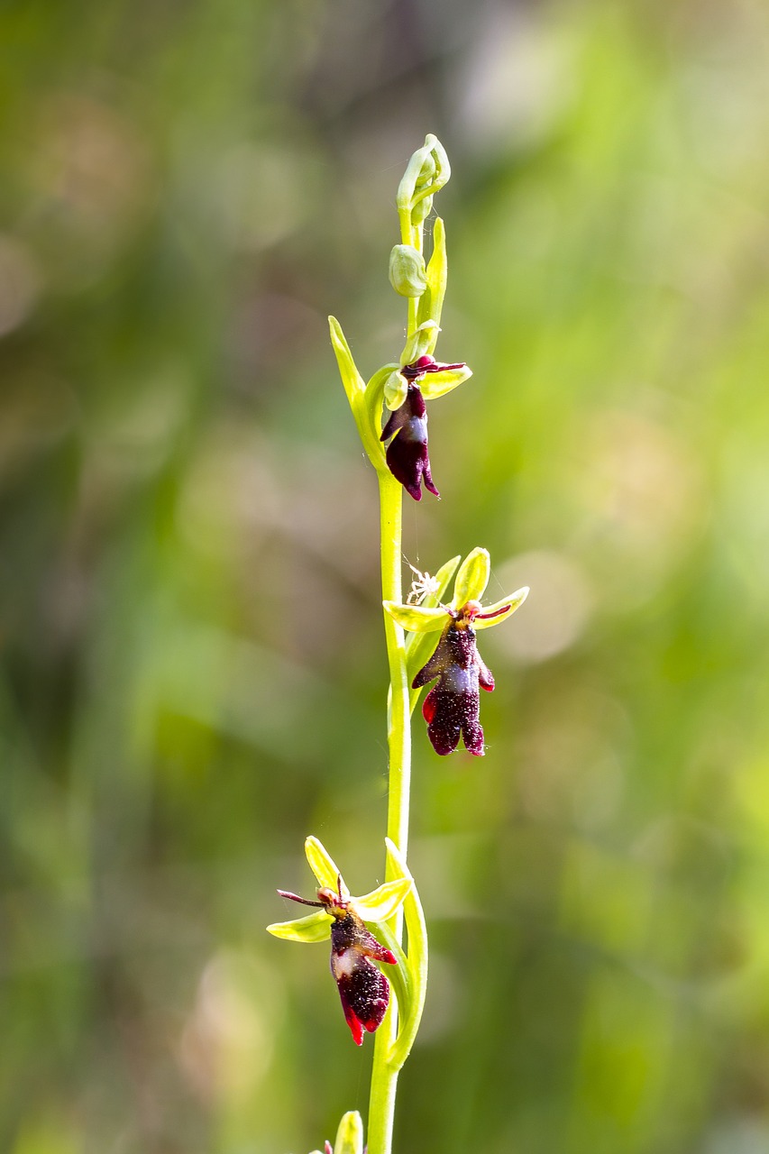 Orchidėjų,  Skristi Orchidėja,  Gėlė,  Žiedas,  Žydi,  Augalų,  Vabzdžiai Orchidėja,  Apsaugotas,  Wild Orchid, Nemokamos Nuotraukos