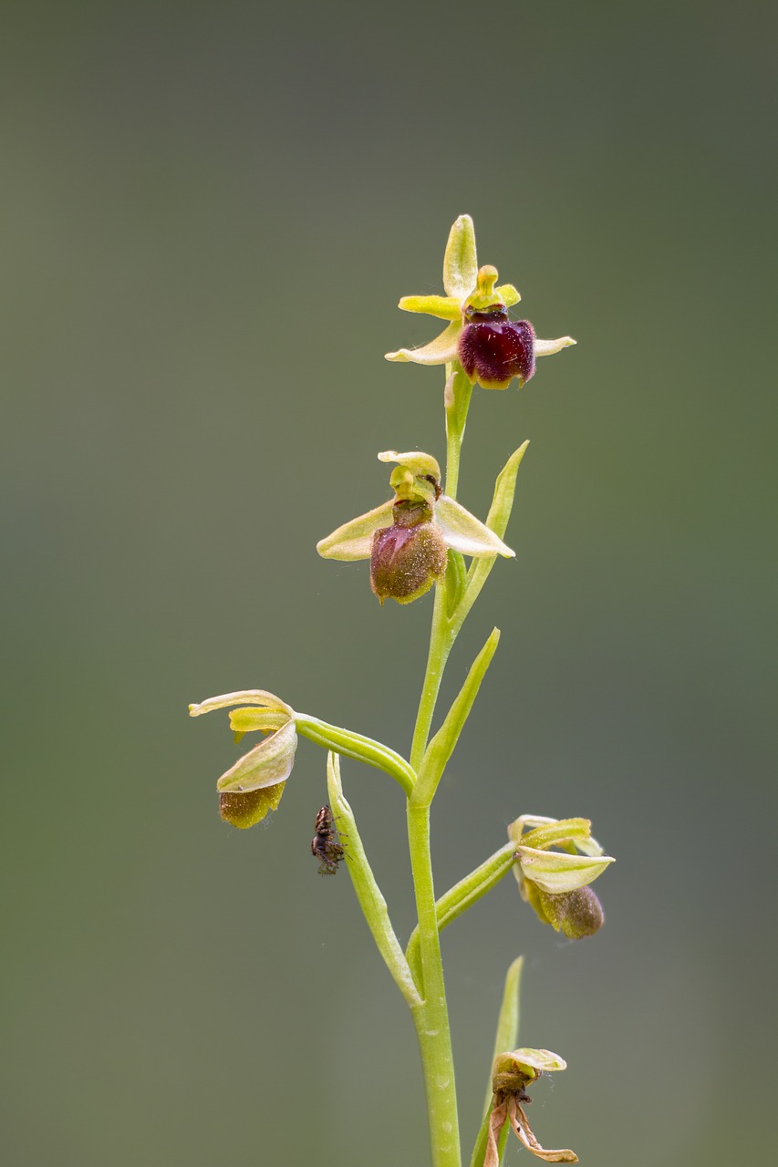 Orchidėjų,  Voras Orchidėja,  Gėlė,  Žiedas,  Žydi,  Augalų,  Vabzdžiai Orchidėja,  Apsaugotas,  Wild Orchid, Nemokamos Nuotraukos