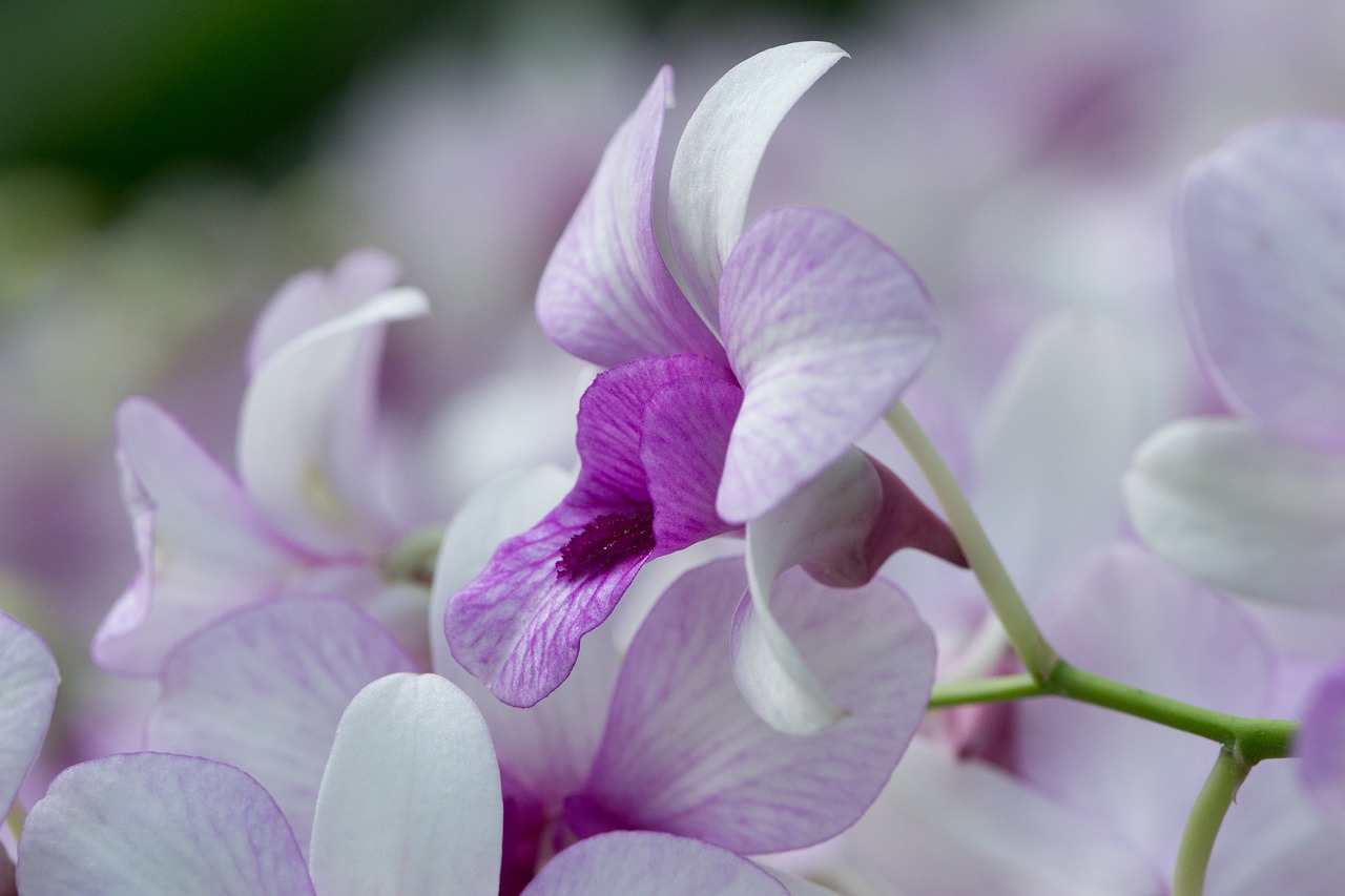 Orchidėjų,  Gėlė,  Graži Gėlė,  Tropiniai Augalai,  Gėlė Orchidėja,  White Orchid,  Phalaenopsis,  Žydi,  Botanikos Sodas,  Balta Gėlė