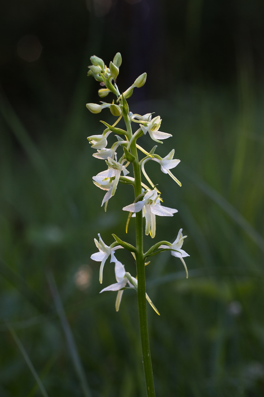 Orchidėjų,  Wildform,  Laukinių Orchidėjų,  Iš Arti,  Balta Gėlė,  Baltos Spalvos,  Žiedas,  Žydėjimas, Nemokamos Nuotraukos,  Nemokama Licenzija