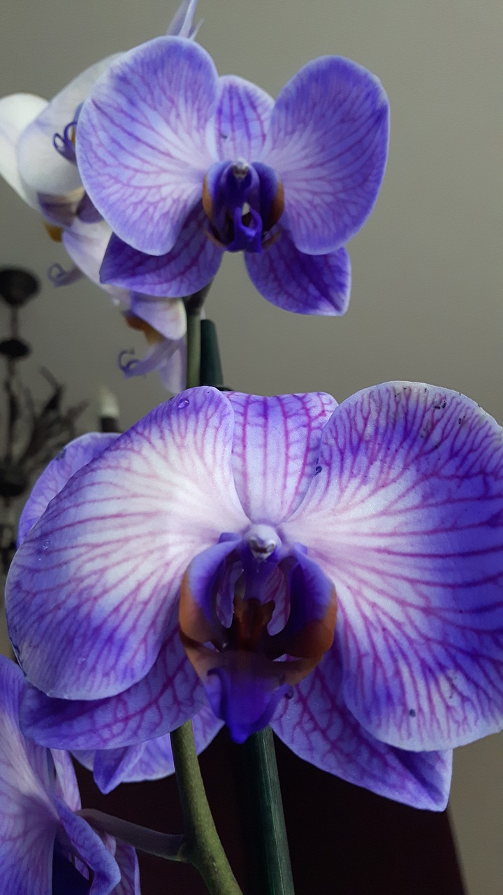 Orchidėjų,  Gėlė, Nemokamos Nuotraukos,  Nemokama Licenzija