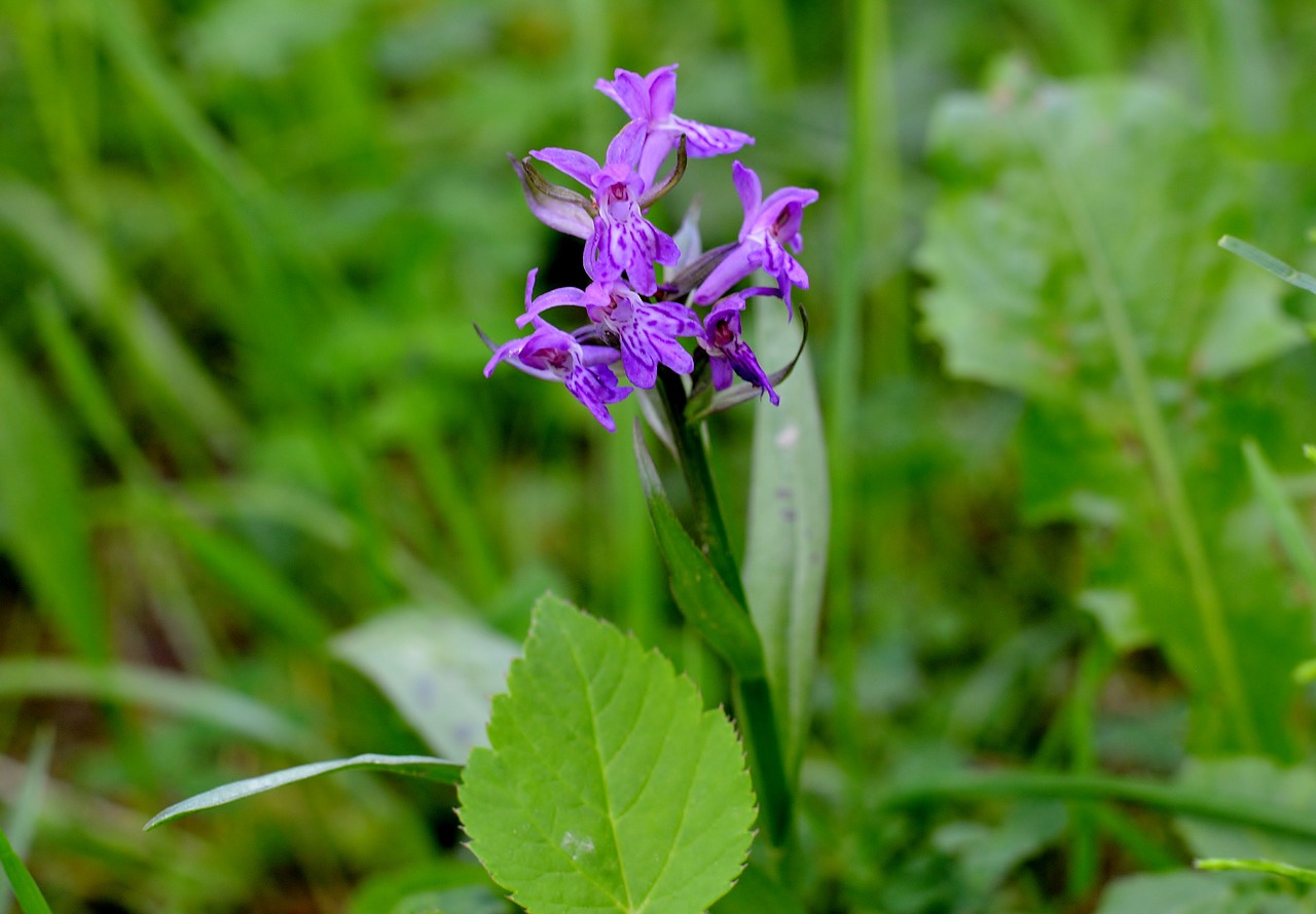 Orchidėjų,  Nendrin Orchidėjų,  Žiedų,  Žydi,  Natureconservation, Nemokamos Nuotraukos,  Nemokama Licenzija