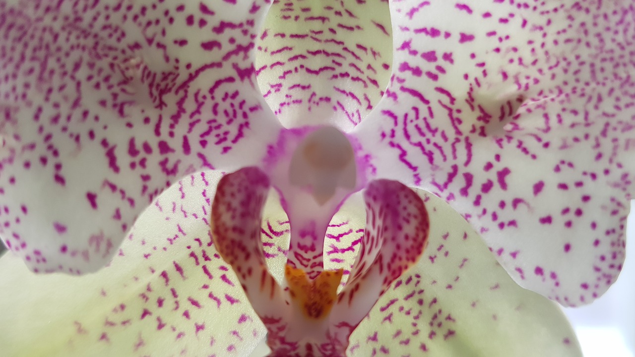 Orchidėjų,  Pobūdį,  Gėlė,  Augalų,  Šviesus, Nemokamos Nuotraukos,  Nemokama Licenzija