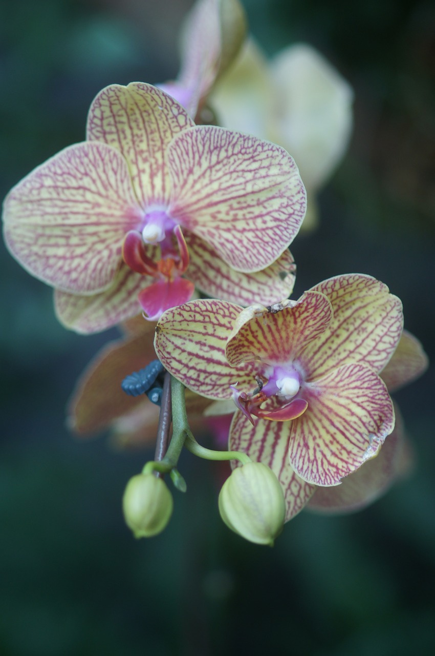 Orchidėjų,  Gėlė,  Augalų,  Rožinis,  Raudona Gėlė,  Rožinė Gėlė,  Subtilus Gėlių, Nemokamos Nuotraukos,  Nemokama Licenzija