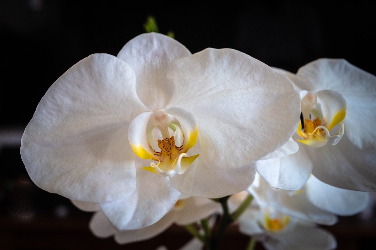 Orchidėjų,  Phalaenopsis,  Baltos Spalvos,  Gėlė,  Pavasaris, Nemokamos Nuotraukos,  Nemokama Licenzija