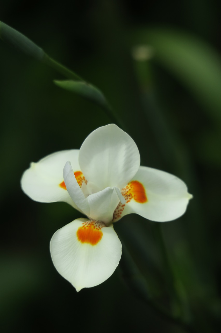 Orchidėjų,  Baltos Spalvos,  Baltas Žiedas,  Gėlė,  Žiedas,  Žydėjimas, Nemokamos Nuotraukos,  Nemokama Licenzija