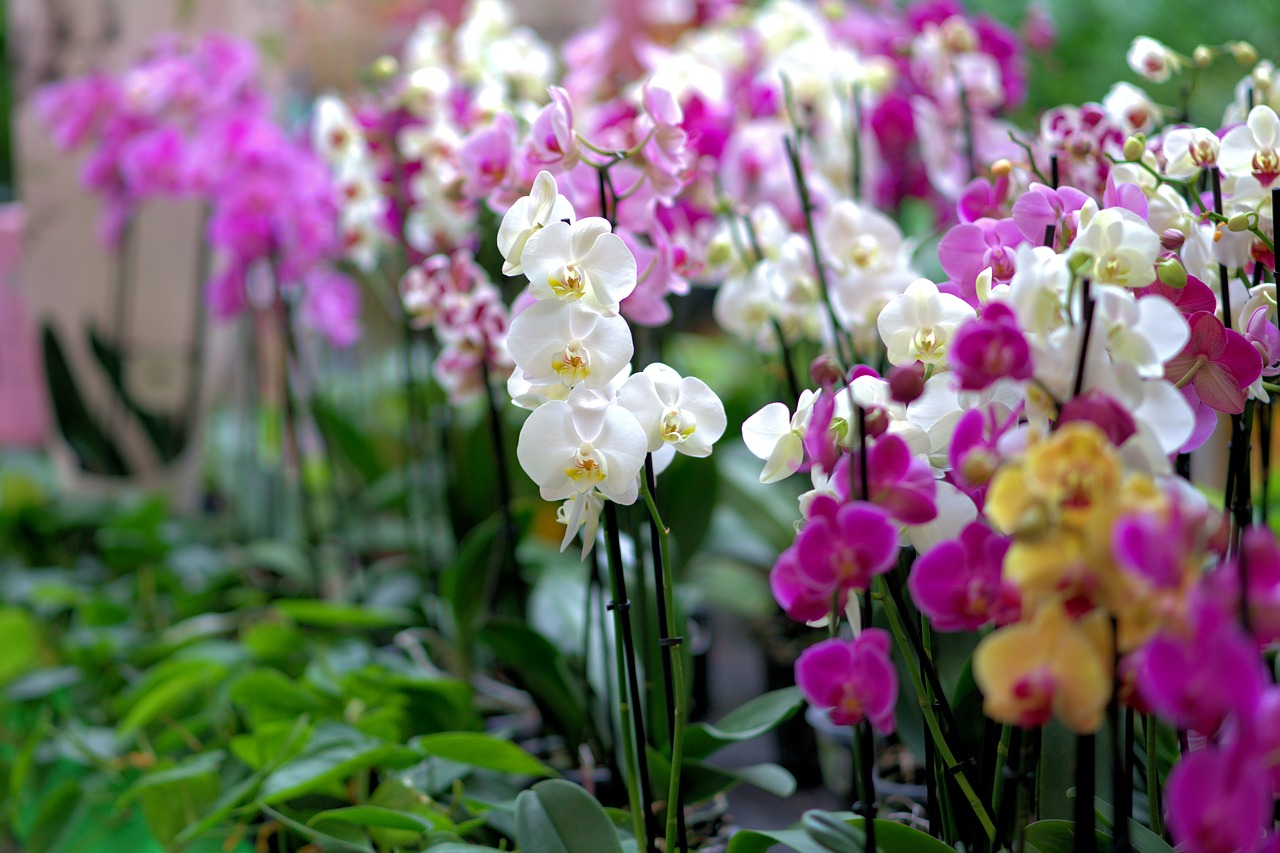 Orchidėjų,  Gėlė,  Žiedas,  Žydi,  Augalų,  Pobūdį,  Rožinis,  Baltos Spalvos,  Violetinė,  Violetinė