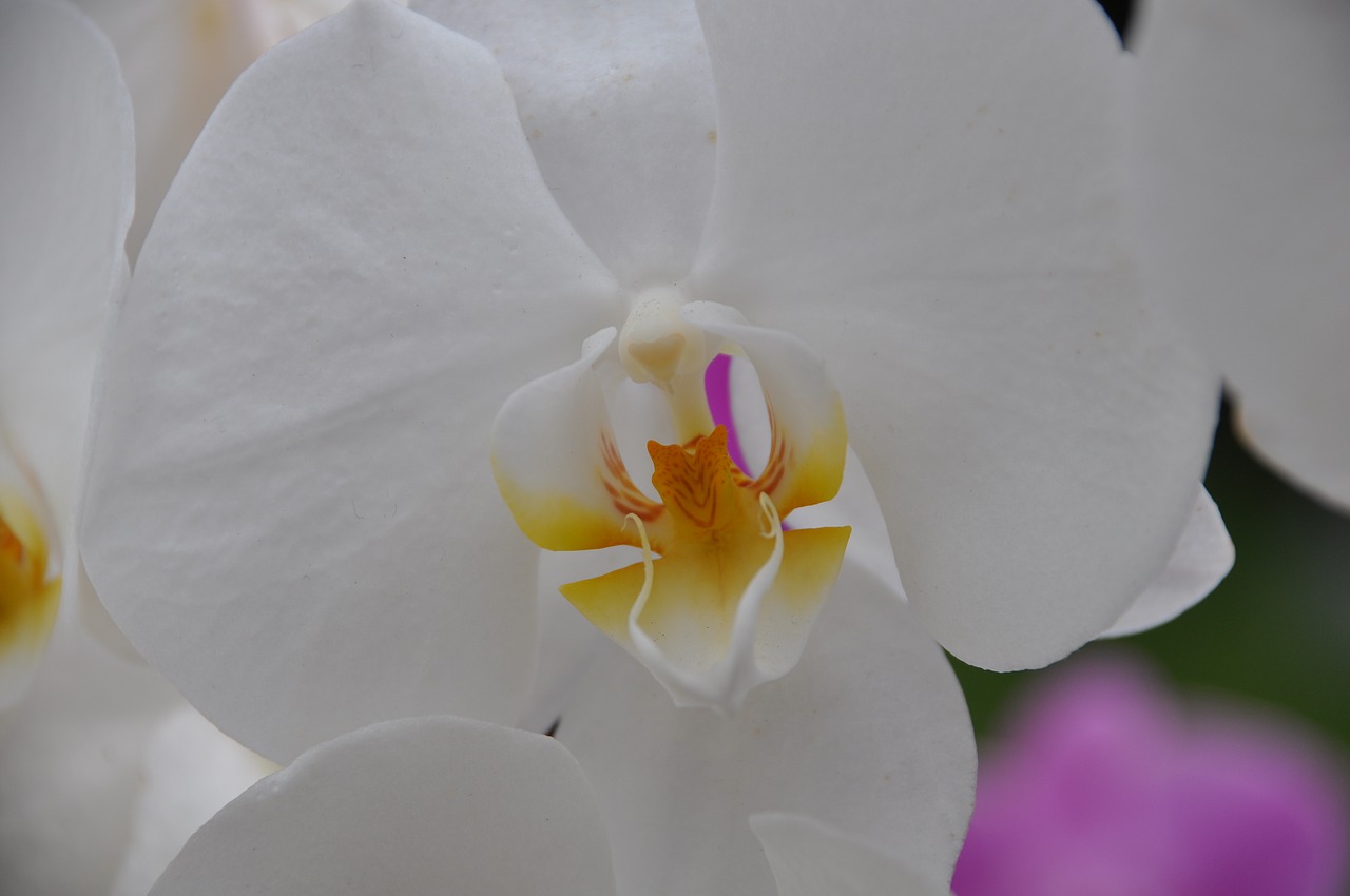 Orchidėjų,  White Orchid,  Gėlė,  Balta Gėlė,  Augalai Žydintys,  Baltos Spalvos,  Pobūdį,  Žydėjimo,  Pasiūlyti,  Orchidaceae