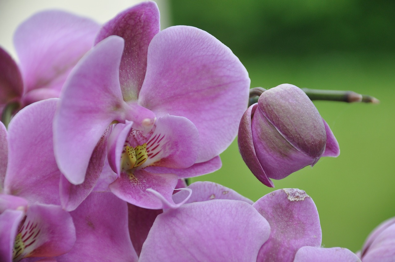 Orchidėjų,  Rožinė Orchidėjų,  Apdaila,  Rožinis,  Pobūdį,  Gėlė,  Augalų,  Gėlė Orchidėja,  Egzotiška Gėlė,  Egzotiškas