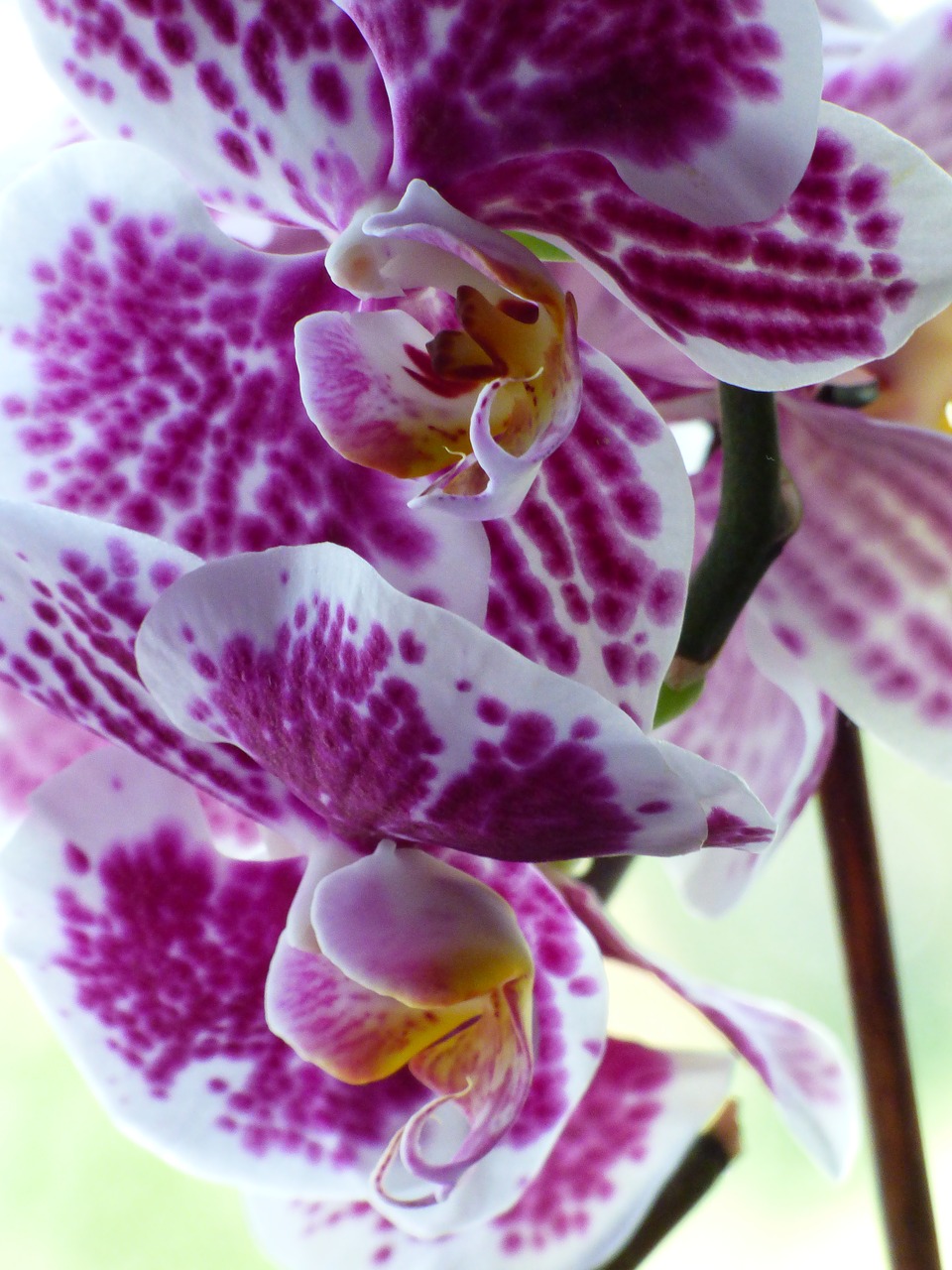 Orchidėjų,  Gėlė,  Žiedas,  Žydi,  Tropical,  Pobūdį,  Iš Arti,  Egzotiškas,  Orchid Gėlės,  Violetinė
