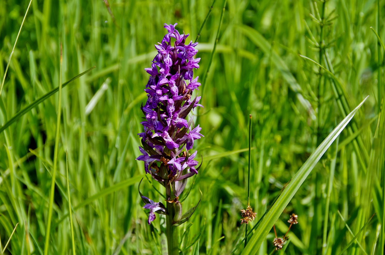 Orchidėjų,  Meadow,  Orchidea,  Gėlė,  Žydėjimo Pievą,  Pelkė,  Retas,  Augalų,  Violetinė,  Laukinis