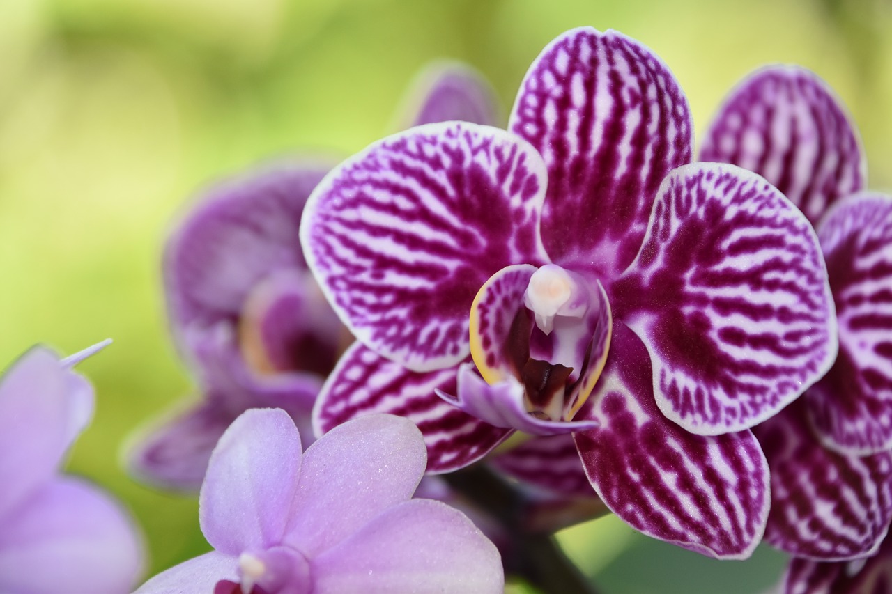 Orchidėjų,  Gėlė,  Pobūdį,  Žiedlapis,  Tropical,  Egzotiškas,  Floros,  Sodas,  Violetinė,  Rožinis