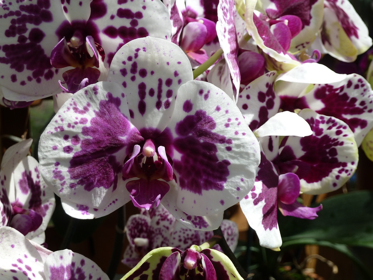 Orchidėjų,  Violetinė,  Baltos Spalvos,  Orchidėjos, Nemokamos Nuotraukos,  Nemokama Licenzija