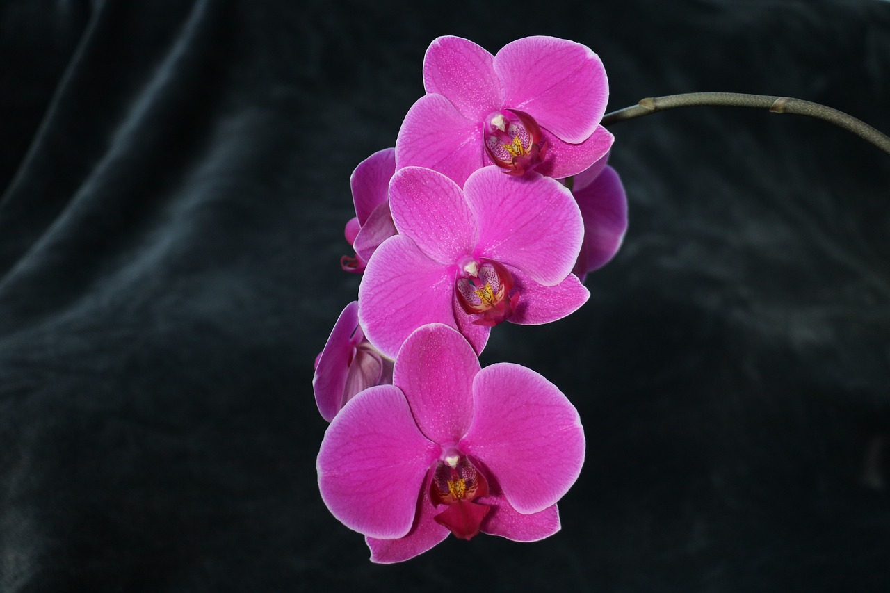 Orchidėjų,  Gėlė,  Rožinis, Nemokamos Nuotraukos,  Nemokama Licenzija