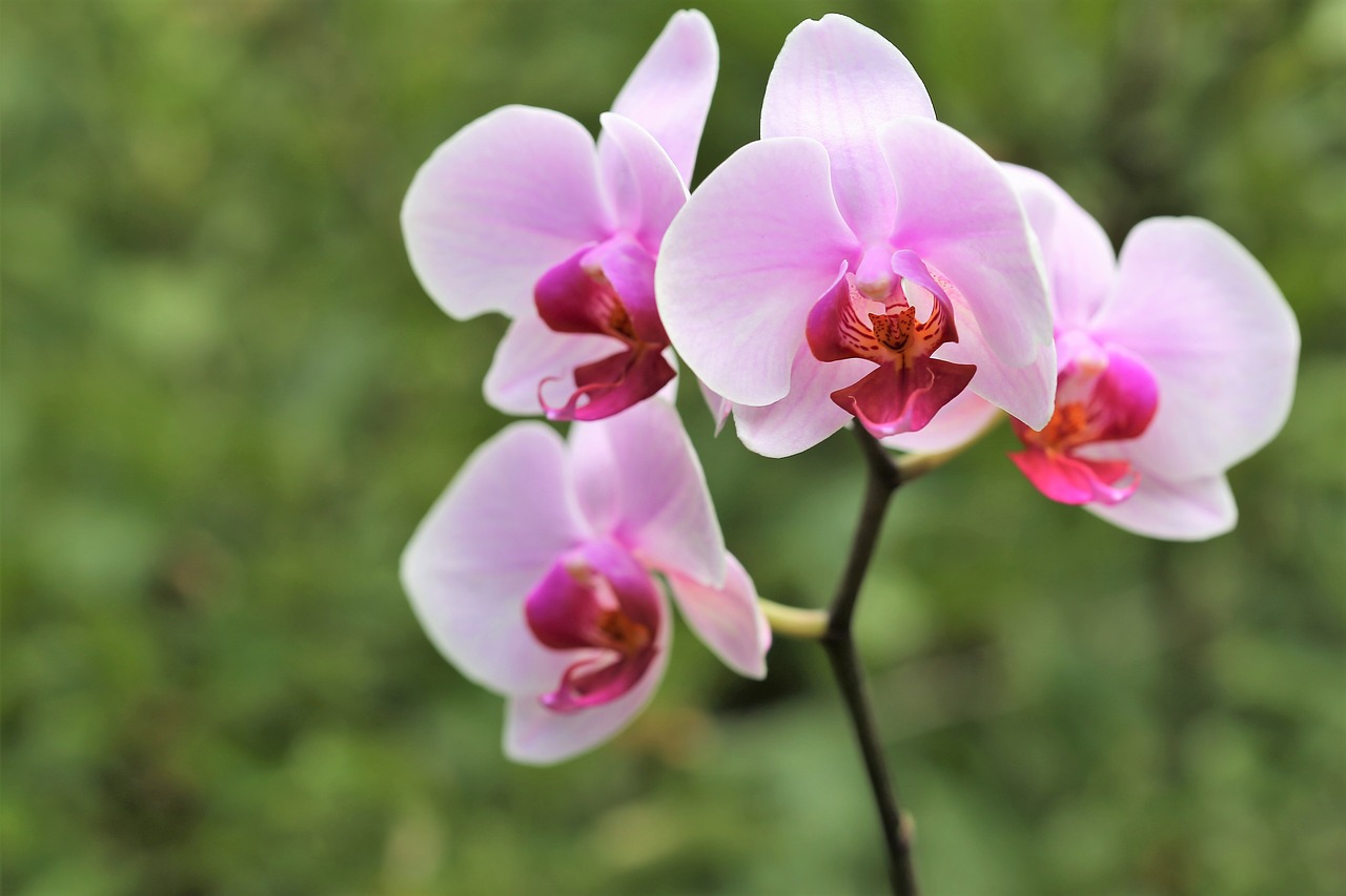Orchidėjų,  Orchidaceae,  Falenopsis,  Žydi,  Gėlė,  Žiedas,  Dekoratyvinis,  Augalų,  Rožinis,  Žiedlapiai