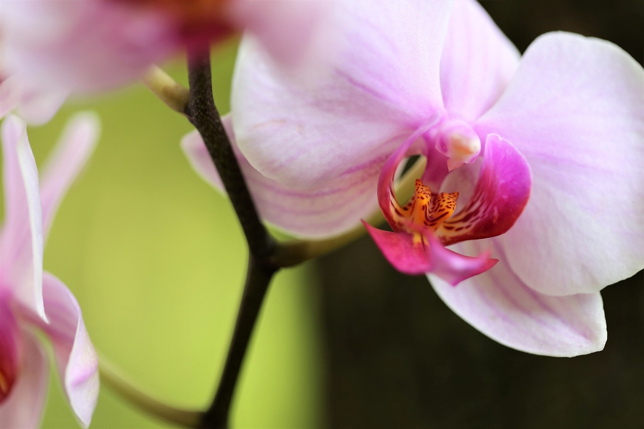 Orchidėjų,  Orchidaceae,  Falenopsis,  Žydi,  Gėlė,  Žiedas,  Dekoratyvinis,  Augalų,  Rožinis,  Žiedlapiai