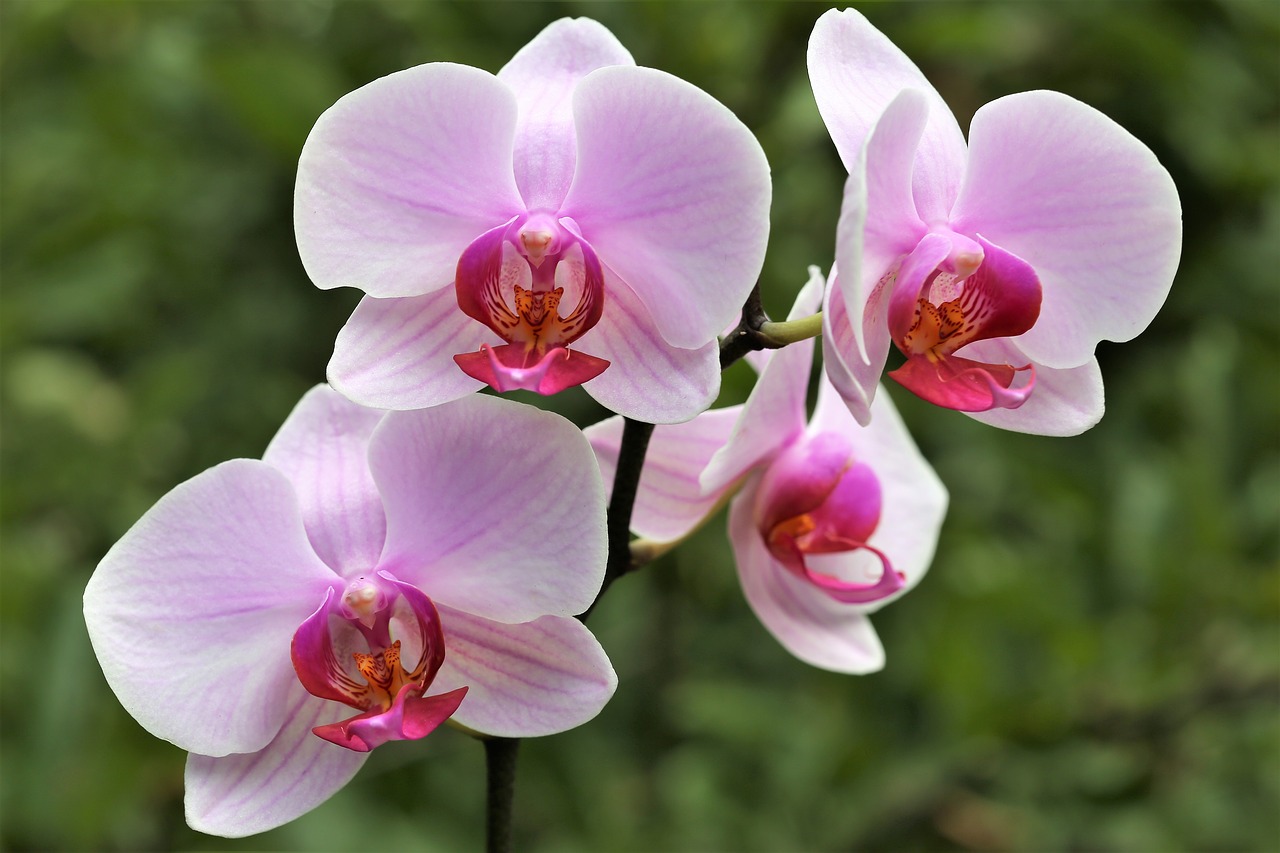 Orchidėjų,  Orchidaceae,  Falenopsis,  Žydi,  Gėlė,  Žiedas,  Dekoratyvinis,  Augalų,  Rožinis,  Žiedlapiai