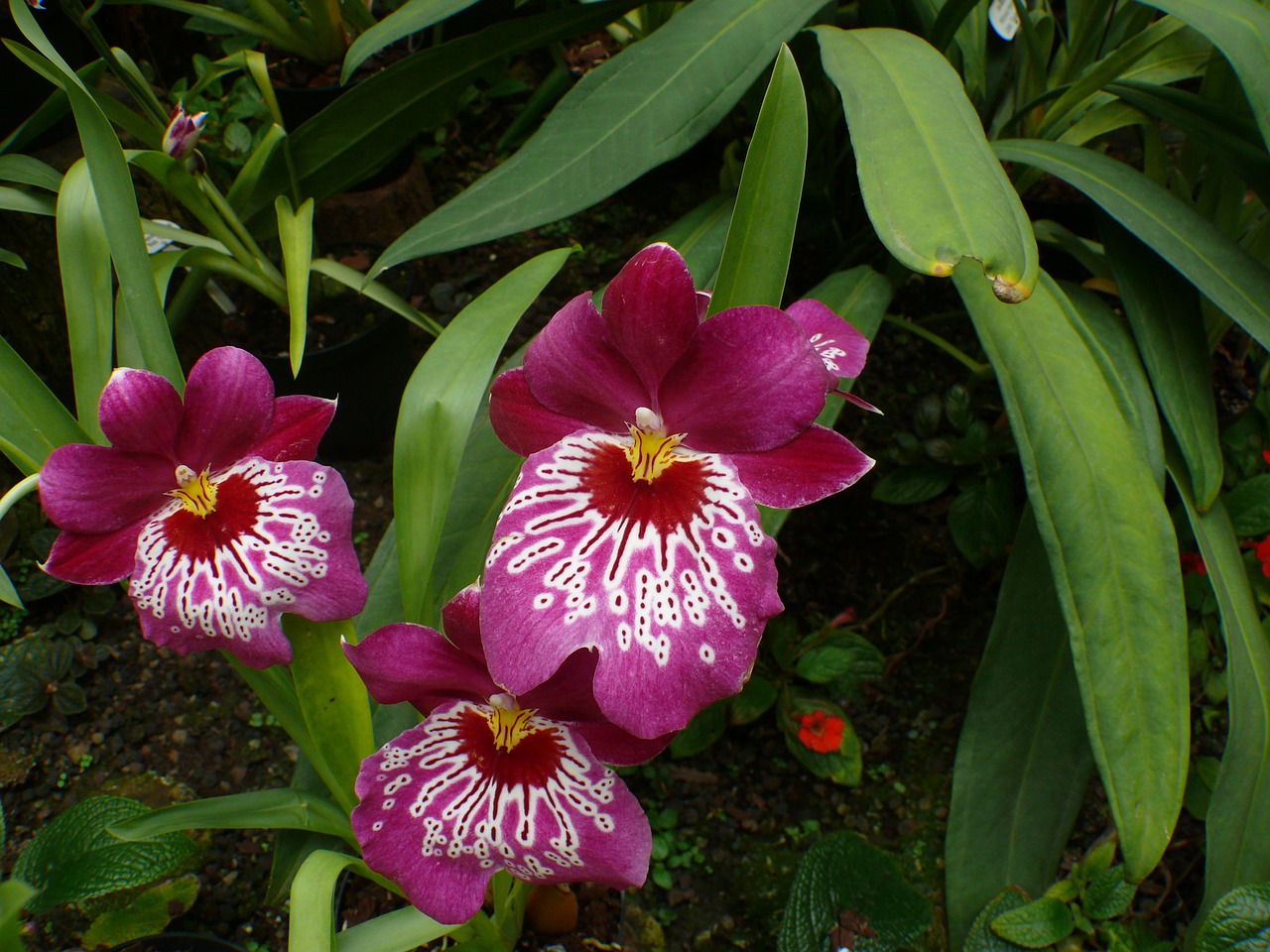 Orchidėja, Šiltnamyje, Gėlė, Žiedas, Žydėti, Augalas, Nemokamos Nuotraukos,  Nemokama Licenzija