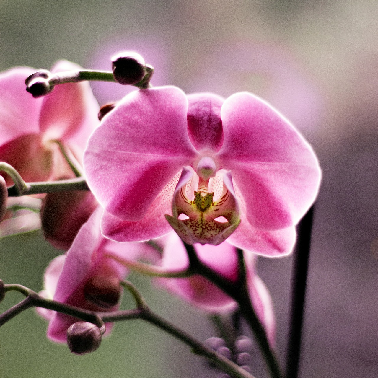 Orchidėja, Gėlė, Grožis, Gėlės, Augalas, Žalias, Spalvos, Gėlių Menas, Orchisa, Apdaila
