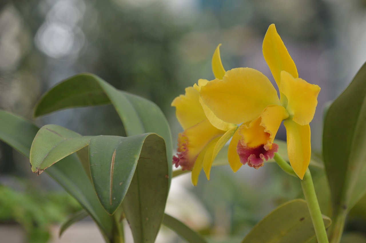 Orchidėjų,  Geltona Gėlė,  Žiedas,  Augalų,  Pobūdį,  Egzotiškas,  Gėlės,  Sodas,  Orchidėjų,  Žydi