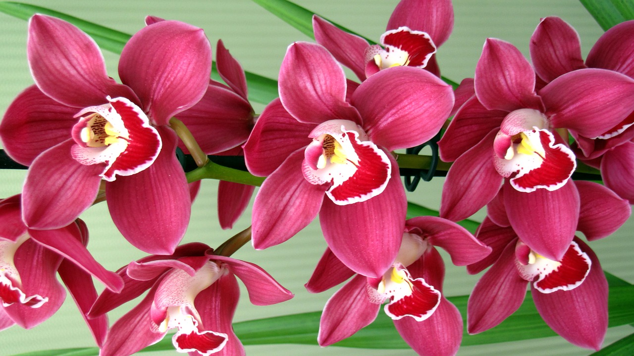 Orchidėjų,  Gėlė,  Tropical,  Egzotiškas,  Pobūdį,  Gėlės,  Augmenija, Nemokamos Nuotraukos,  Nemokama Licenzija