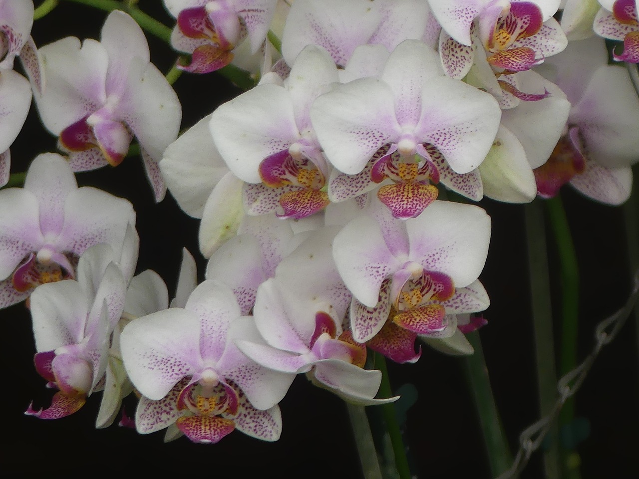 Orchidėjų,  Gėlė,  Žiedas,  Tropical,  Egzotiškas,  Gėlės,  Orchidėjų,  Žydėjimas, Nemokamos Nuotraukos,  Nemokama Licenzija