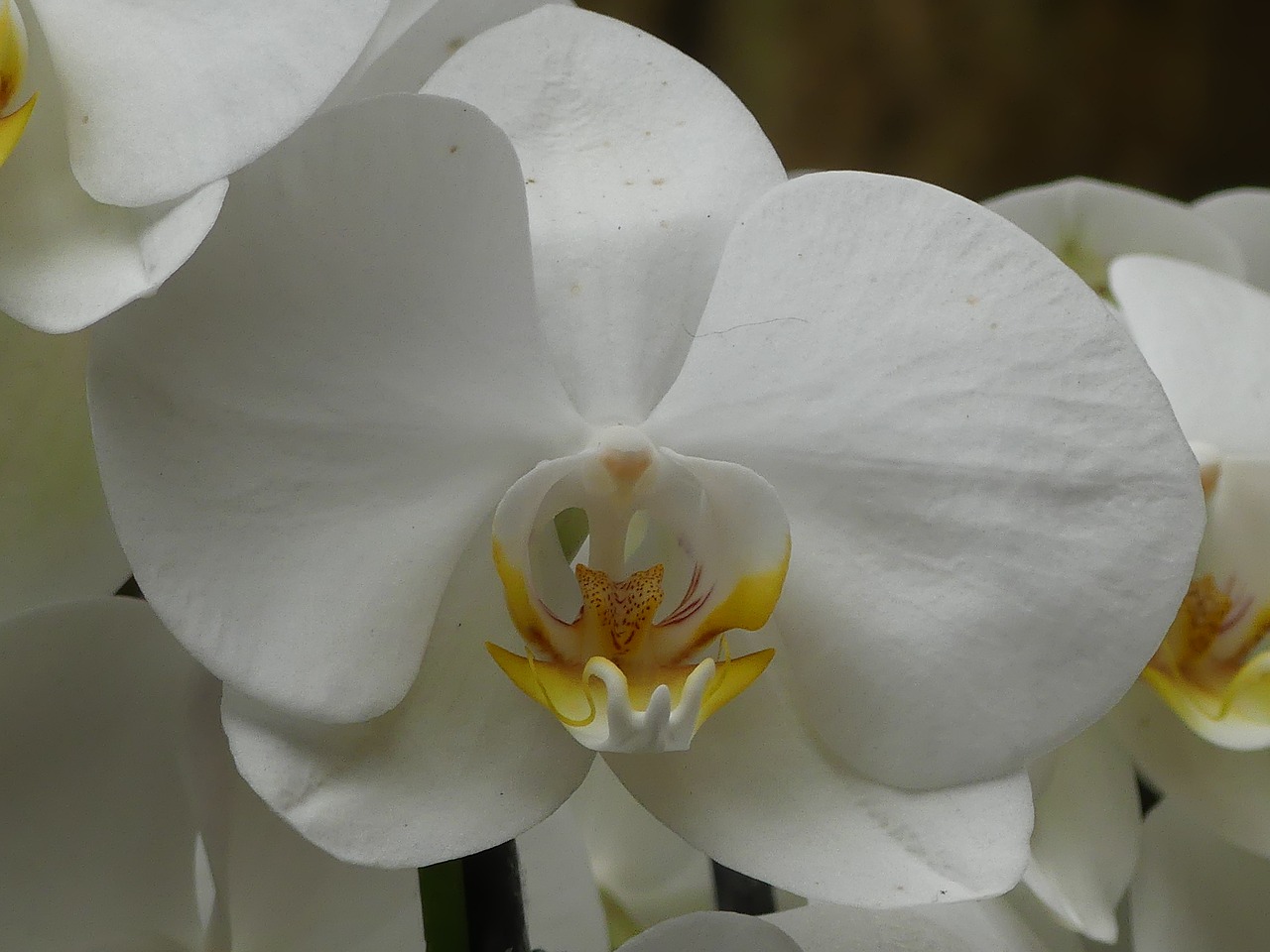 Orchidėjų,  Gėlė,  Baltos Spalvos,  Gėlės,  Žydi,  Orchidėjų,  Žiedas,  Vasara, Nemokamos Nuotraukos,  Nemokama Licenzija