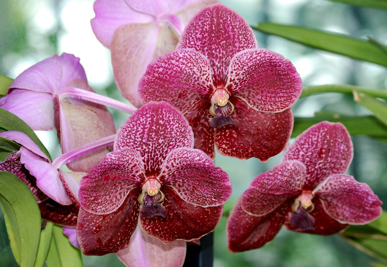 Orchidėja, Orchidaceae, Gėlė, Mielas, Žydėti, Iš Arti, Nemokamos Nuotraukos,  Nemokama Licenzija