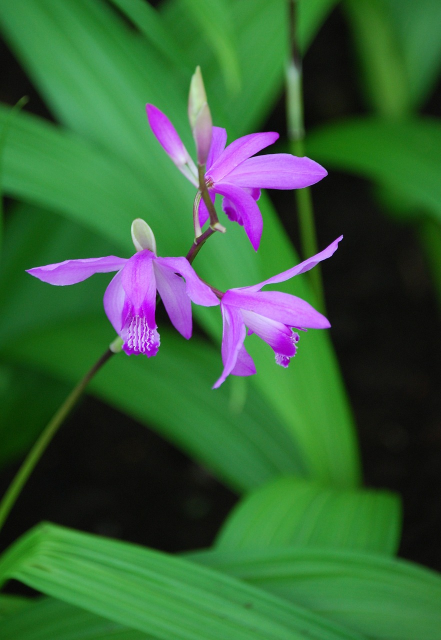 Orchidėja, Violetinė, Flora, Gėlė, Augalas, Žydėti, Nemokamos Nuotraukos,  Nemokama Licenzija