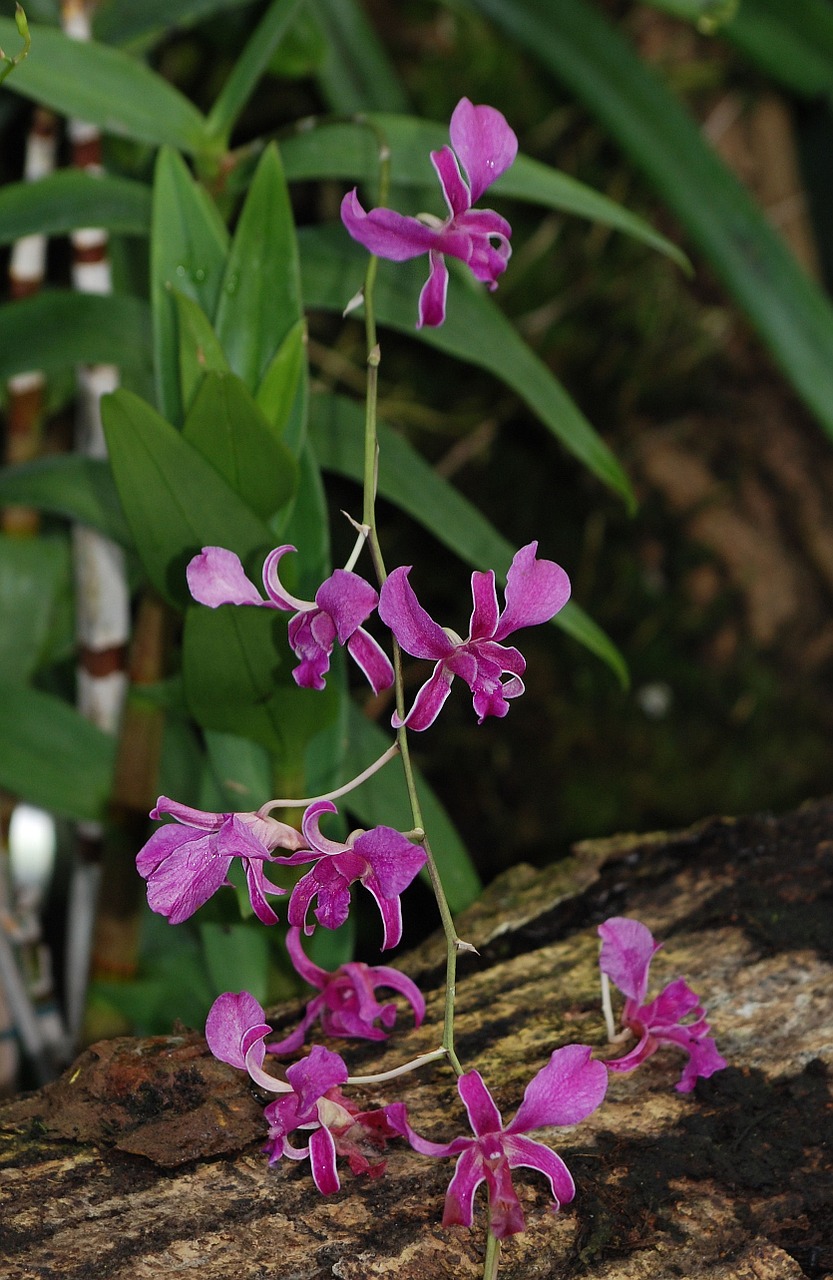 Orchidėja, Violetinė, Lapai, Gėlė, Flora, Švelnus, Nemokamos Nuotraukos,  Nemokama Licenzija