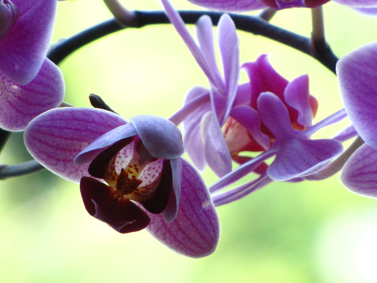 Orchidėja, Žiedas, Žydėti, Violetinė, Violetinė, Gėlės, Nemokamos Nuotraukos,  Nemokama Licenzija