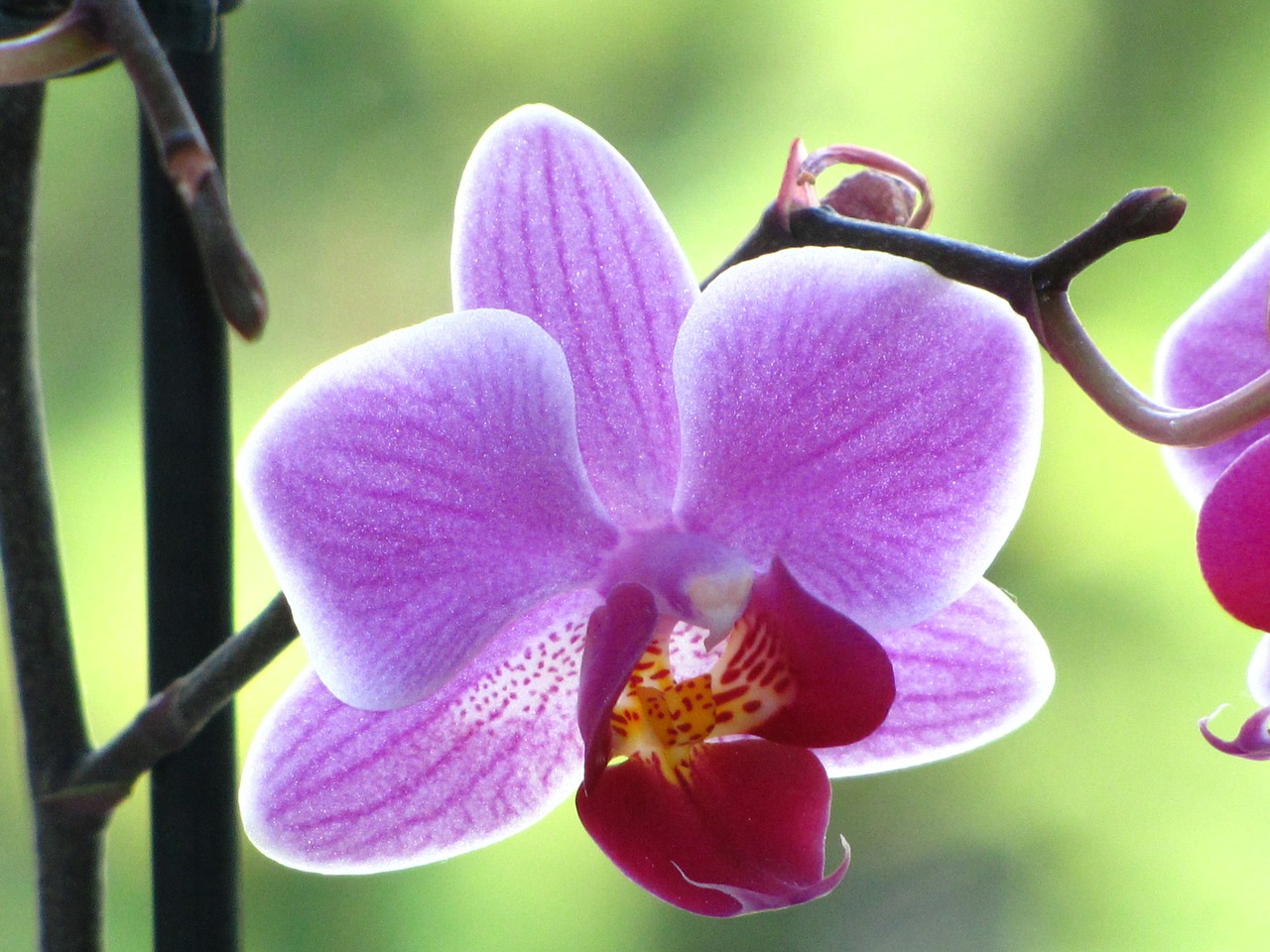 Orchidėja, Uždaryti, Gėlė, Žiedas, Žydėti, Violetinė, Augalas, Nemokamos Nuotraukos,  Nemokama Licenzija