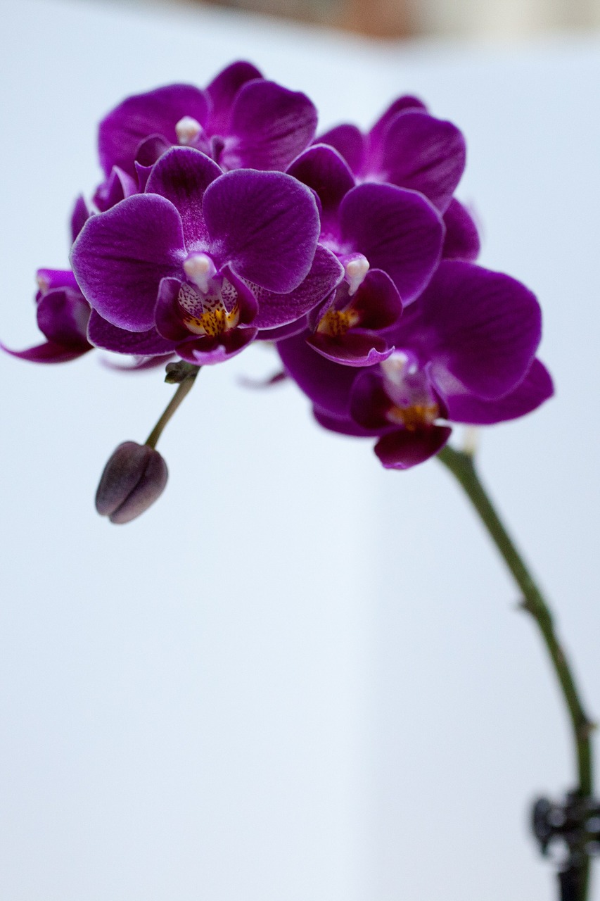 Orchidėja, Gėlė, Violetinė, Spalvingos Gėlės, Flora, Žiedlapiai, Gamta, 서양란, 보라, Nemokamos Nuotraukos