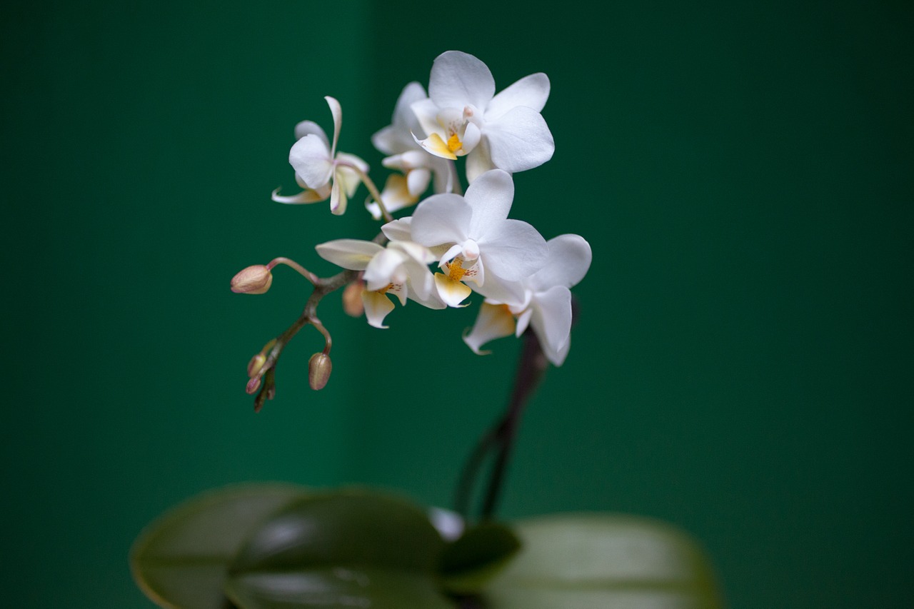 Orchidėja, Balta, Spalvingos Gėlės, Žiedlapiai, Nemokamos Nuotraukos,  Nemokama Licenzija