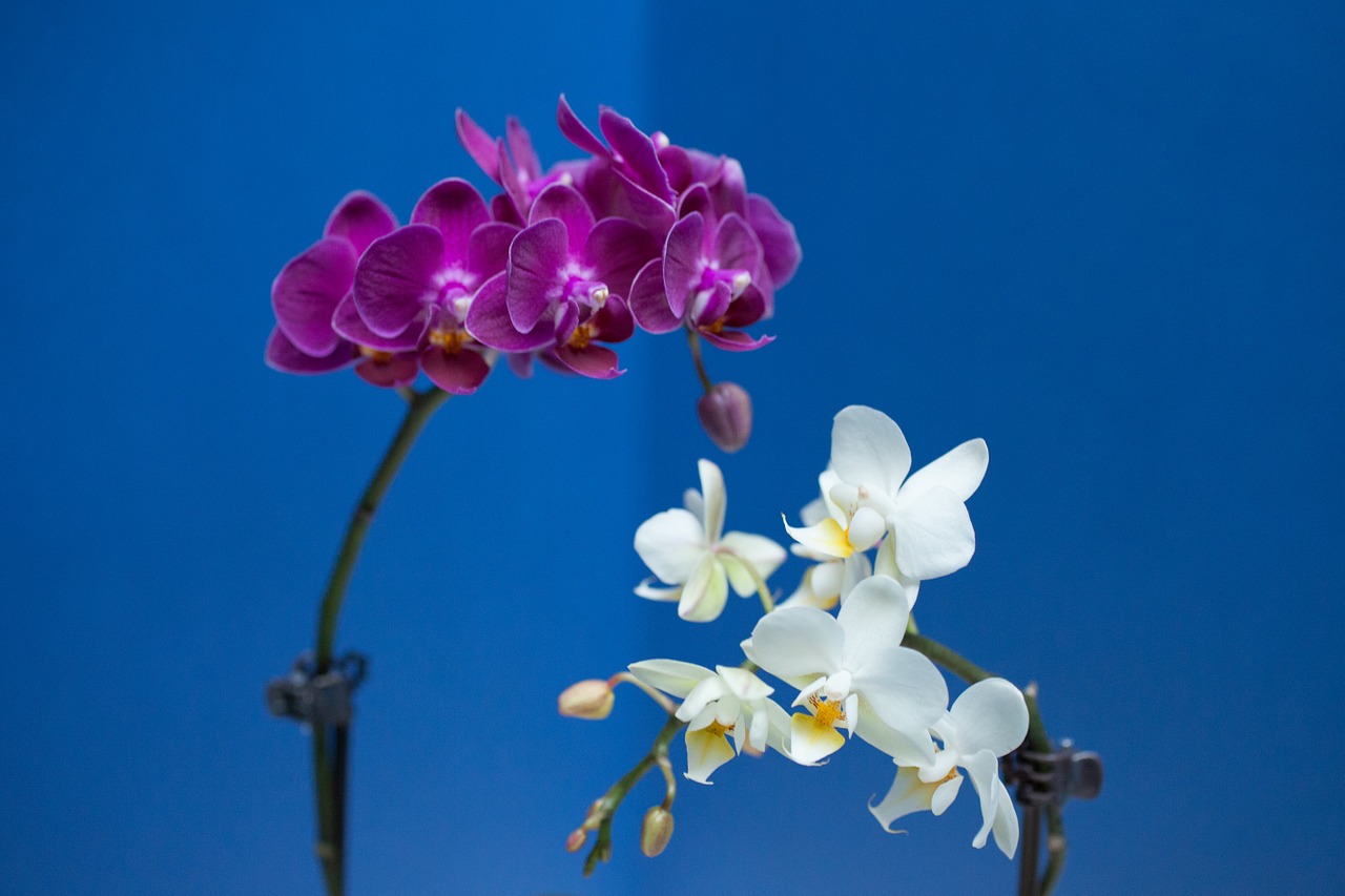 Orchidėja, Gėlė, Violetinė, Balta, Spalvingos Gėlės, Žiedlapiai, Nemokamos Nuotraukos,  Nemokama Licenzija